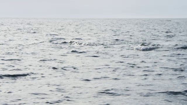 一群虎鲸向着镜头浮出水面，背景是公海上的一艘船视频素材