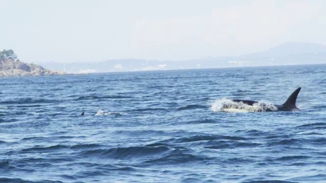 2只逆戟鲸浮出海面，与远处的海岸线一起呼吸视频素材