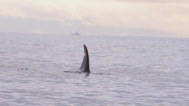 3只虎鲸浮出水面，在公海上对着镜头呼吸视频素材