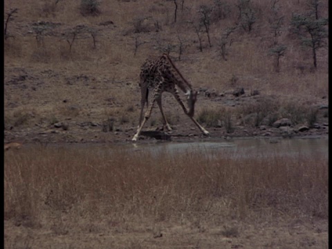 长颈鹿喝水的中景。视频素材