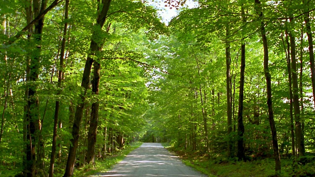 长镜头道路两旁有高大的树木和树枝悬挂在道路/佛蒙特州视频素材