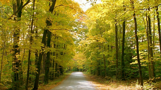 长镜头道路两旁有树/秋天的树叶和树枝悬挂在道路/佛蒙特州视频素材