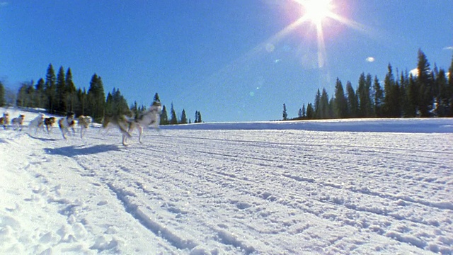 宽镜头跟踪拍摄的狗拉着人在雪橇上通过雪和松树的背景和阳光/科罗拉多州，美国视频素材