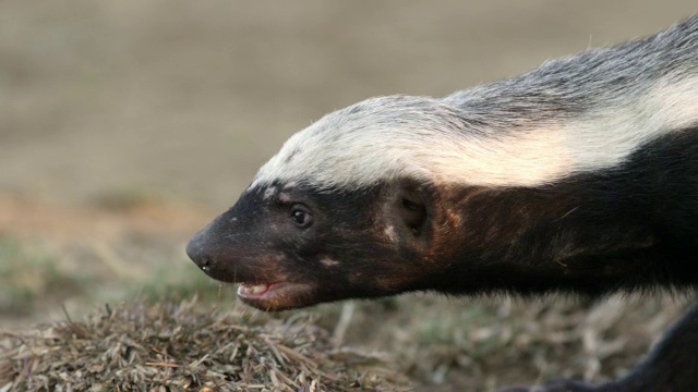 蜜獾头(Mellivora capensis)。视频素材