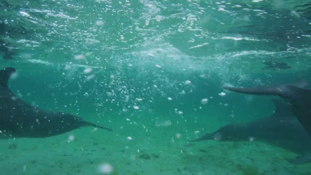 水下宽吻海豚穿过海底的气泡向镜头游来视频素材