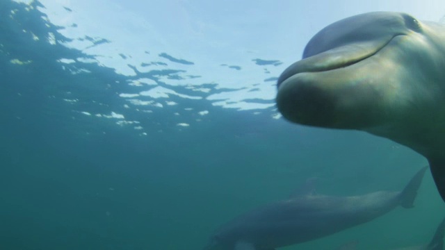 水下宽吻海豚在浅海中靠近镜头游泳视频素材