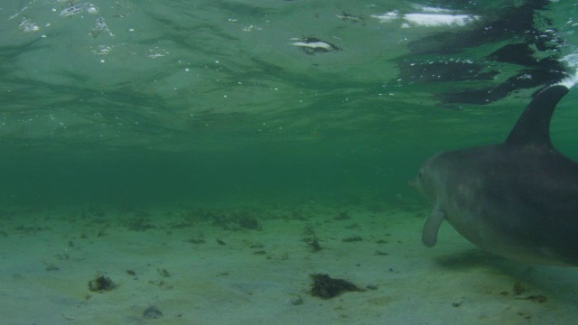 水下宽吻海豚非常近距离地在浅海中游动视频素材