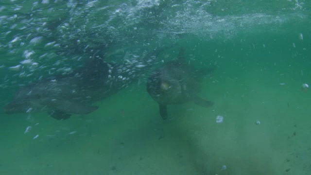 宽吻海豚在海底向摄像机游来的水下轨迹视频素材