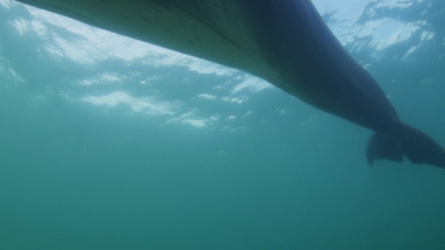 水下宽吻海豚游过摄像机然后离开视频素材