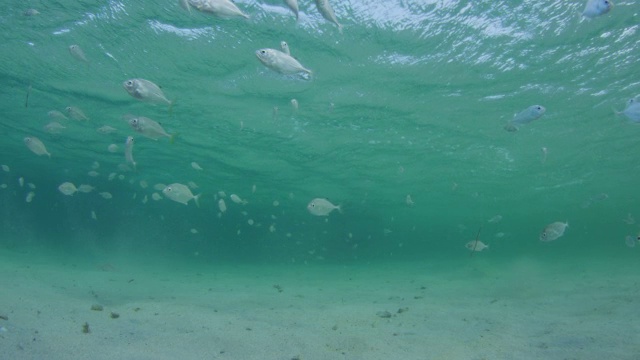 水下宽吻海豚打滑，在浅海中转弯，前景是鱼视频素材