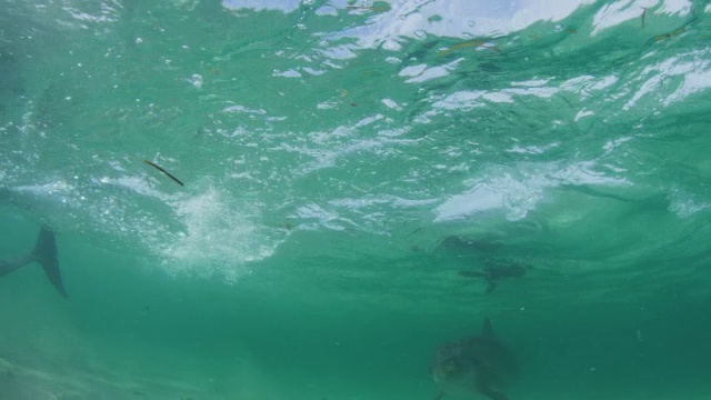 在浅海，宽吻海豚打滑通过摄像机的水下PAN视频素材