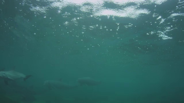 水下一群宽吻海豚带着幼崽在雨中潜游到水下摄像机前视频素材