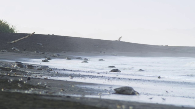 WS海滩与大量的雌性橄榄蠵龟在冲浪和喷雾视频素材