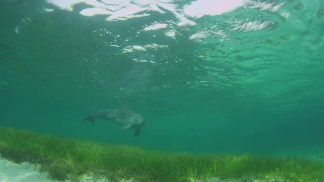 水下轨迹，3只宽吻海豚游过海草，进入镜头视频素材