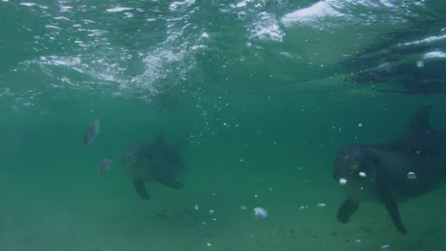 水下宽吻海豚非常近距离地在浅海中游泳，前景中有鱼视频素材