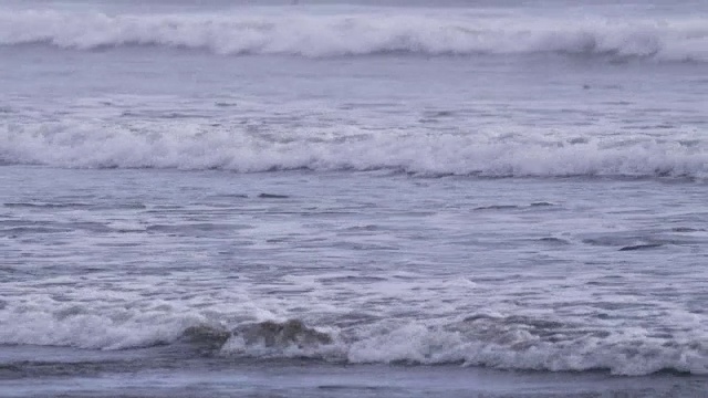 雌性橄榄蠵龟在冲浪与海浪打破她视频素材