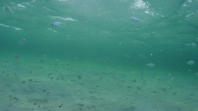 水下潘与宽吻海豚在浅海快速游泳与鱼在前景视频素材