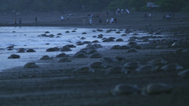 WS海滩上，成群的雌橄榄蠵龟在冲浪，黎明的阳光下，人们在背景中视频素材