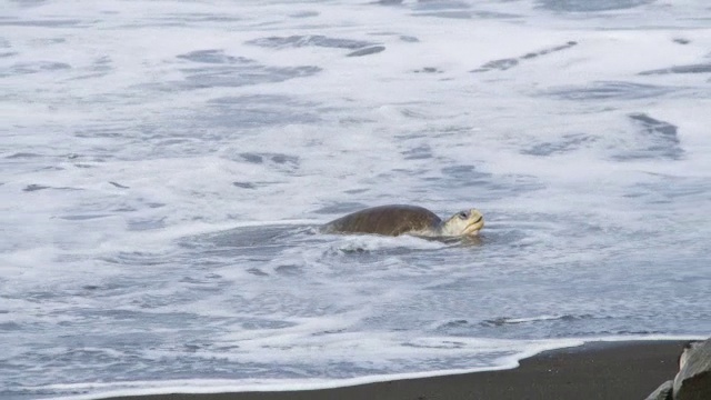 雌性橄榄蠵龟在冲浪与海浪打破她视频素材