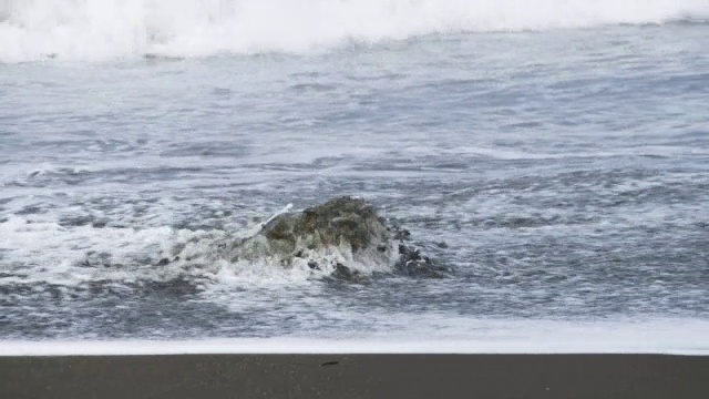 雌性橄榄蠵龟在冲浪与海浪打破她视频素材