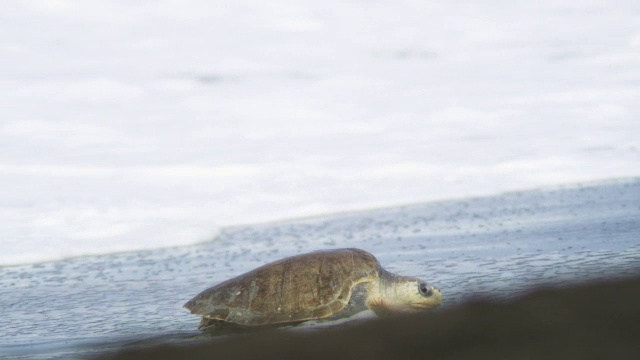 雌性橄榄蠵龟在海浪周围冲浪的侧面视频素材