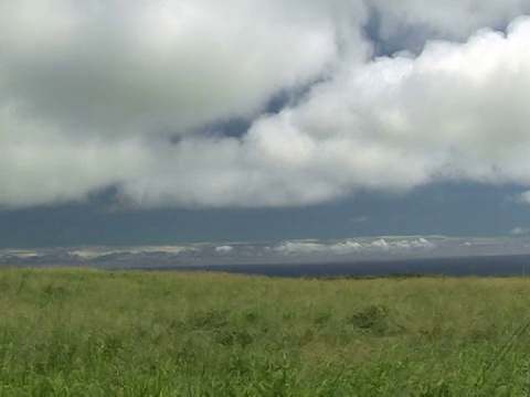 美国夏威夷大岛的野生草地视频素材