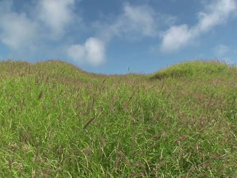 野草，大岛，南点，夏威夷，美国视频素材