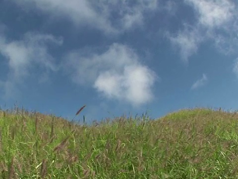 美国夏威夷南角的大岛，一大片野草视频素材