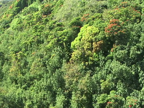 WS, PAN雨林，大岛，夏威夷，美国视频素材