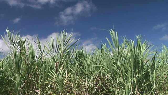 美国夏威夷大岛甘蔗田视频素材