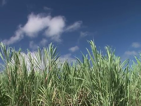 美国夏威夷大岛甘蔗田视频素材