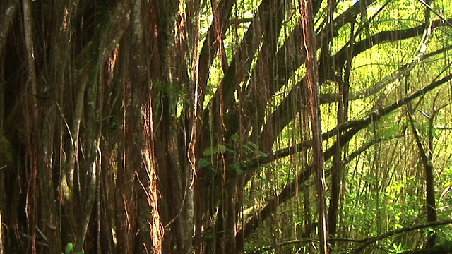 美国夏威夷大岛阿卡瀑布州立公园热带森林中的CU、ZI树和藤本植物视频素材