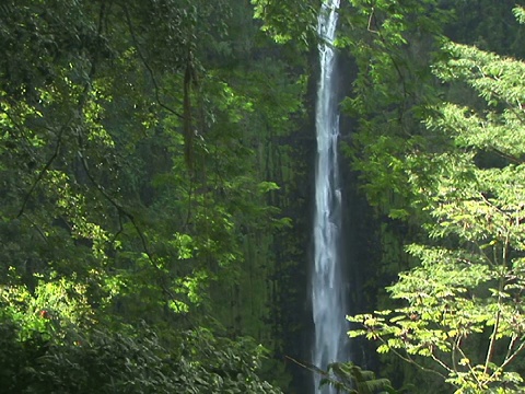 瀑布流入森林，阿卡卡瀑布州立公园，大岛，夏威夷，美国视频素材