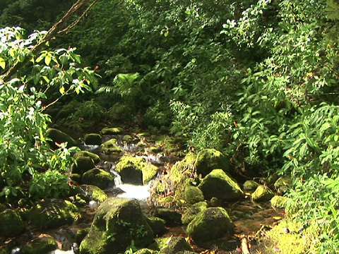 雨林中的MS溪流，阿卡瀑布州立公园，希洛，大岛，夏威夷，美国视频素材