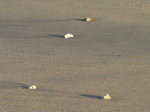 美国，夏威夷，大岛，哈普那海滩州立休闲区，在海滩冲浪视频素材