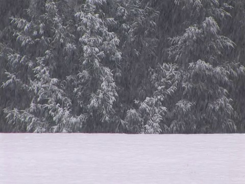 美国华盛顿，白雪覆盖的田野上的树木视频素材