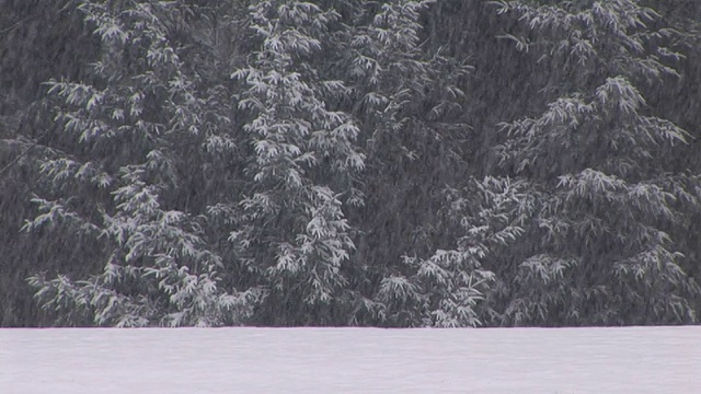 MS，聚焦，树木在田野覆盖雪，华盛顿，美国视频素材