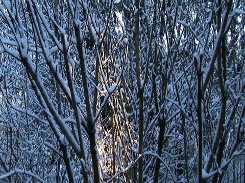 CU, PAN，阳光穿过覆盖着雪的树枝，美国华盛顿视频素材