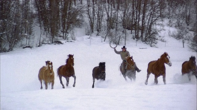 慢镜头宽镜头跟踪拍摄的马群跑过雪/牧场主/套索骑在他们后面/科罗拉多视频素材