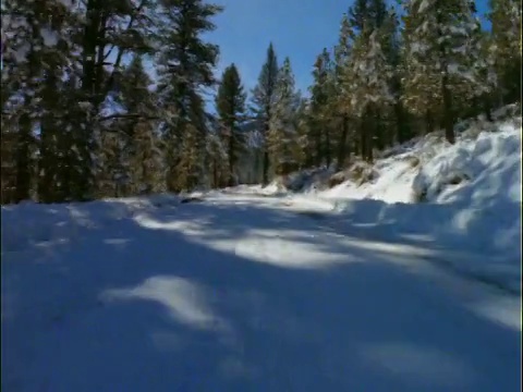 汽车视点在积雪的道路两旁的松树视频素材