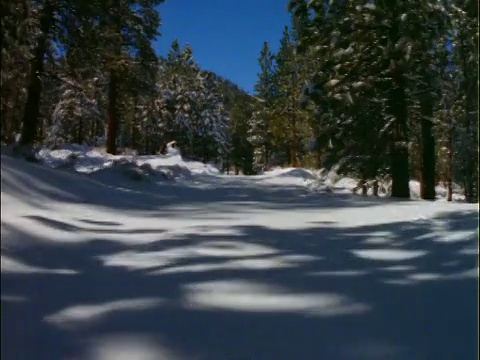 视角通过雪和松树视频素材