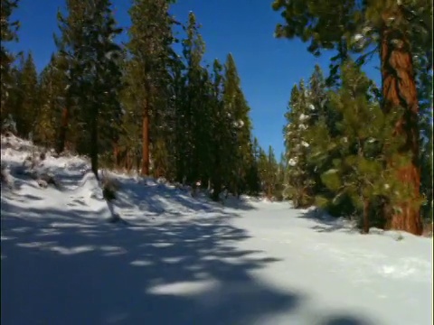 视角通过雪和松树视频素材