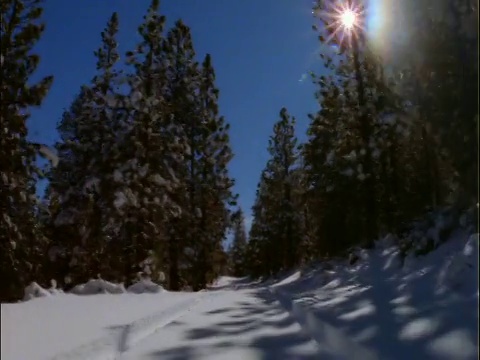 汽车视点在积雪的道路两旁的松树视频素材