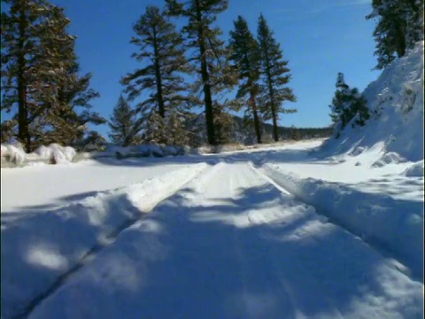 汽车视点在积雪的道路两旁的松树视频素材