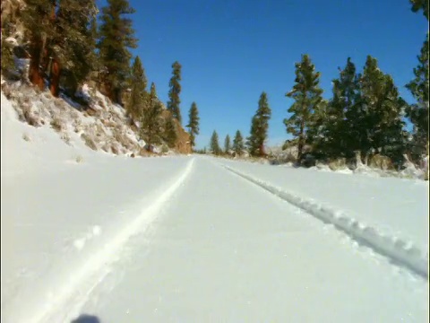 汽车视点在积雪的道路两旁的松树视频素材