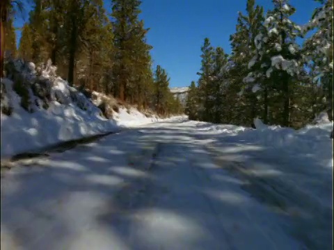 汽车视点在积雪的道路两旁的松树视频素材