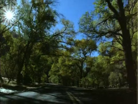 汽车的观点，在乡村道路两旁的树木视频素材