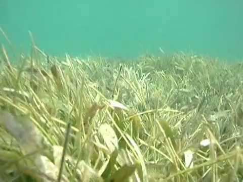 开曼群岛，大开曼群岛，在海洋植物上游泳视频素材