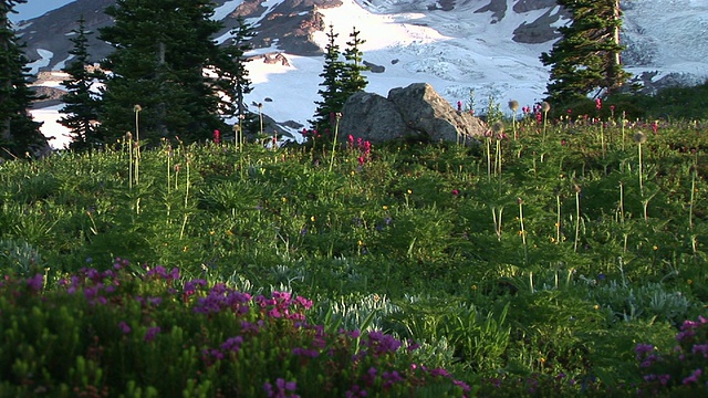 美国华盛顿州雷尼尔山国家公园，开花草地和积雪覆盖的雷尼尔山视频素材