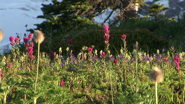 美国华盛顿州雷尼尔山国家公园，开花草地和积雪覆盖的雷尼尔山视频素材